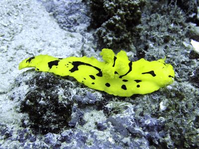 Aegires, Bunaken by Heru Suryoko 