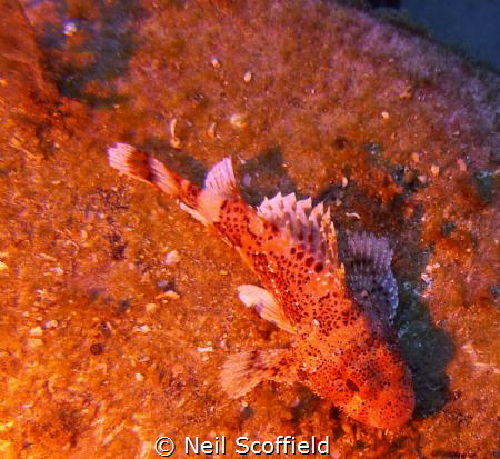 Scorpion Fish in Arguineguin Reef, Gran Canaria by Neil Scoffield 