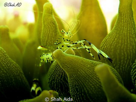 Anemone Shrimp taken with Canon G16,Internal Flash under ... by Shah Aida 