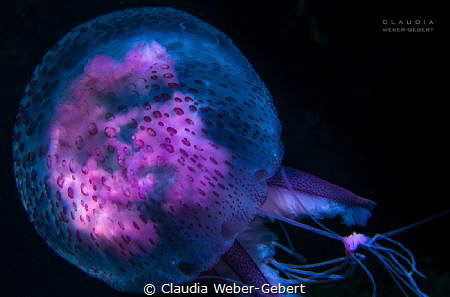 UFO lightning - Pelagia noctiluca by Claudia Weber-Gebert 