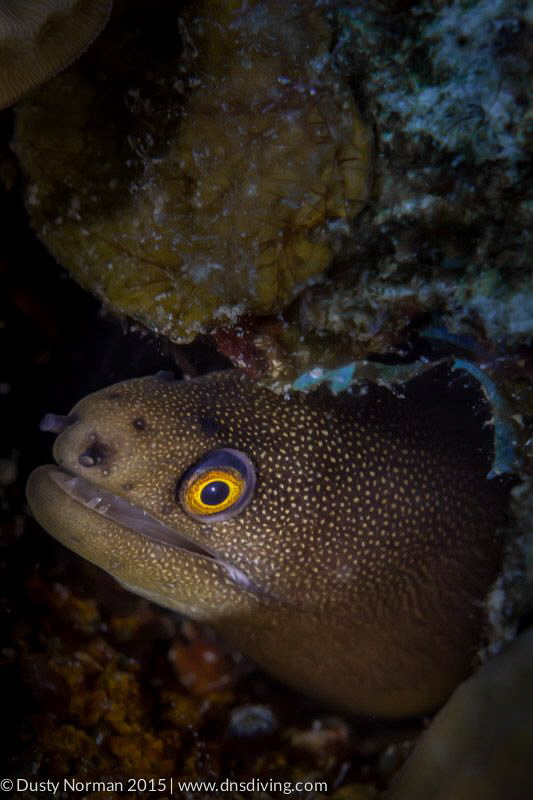 "Dragon Eye"
A small Golden Tail Morray says hello. by Dusty Norman 