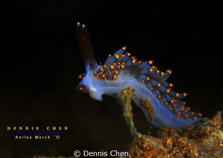 Trinchesia yamasui - Balancing act by Dennis Chen 