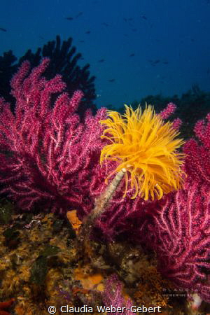reef ambiente by Claudia Weber-Gebert 