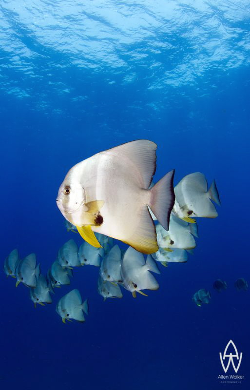 Batfish patrol above the Thistlegorm and always make for ... by Allen Walker 
