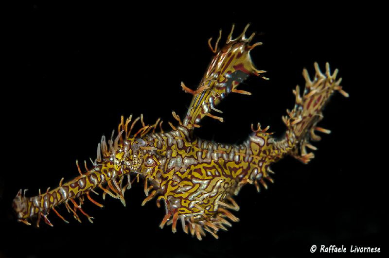 Solenostomus paradoxus by Raffaele Livornese 