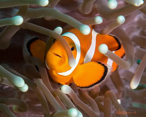Who's There?
I think this little guy thought he was stil... by Robin Bateman 