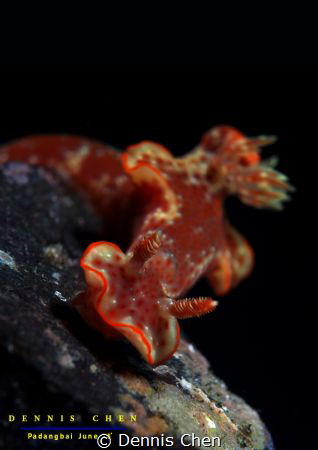 Trilobate ceratosoma by Dennis Chen 