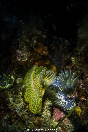 Love ball by Yildirim Gencoglu 