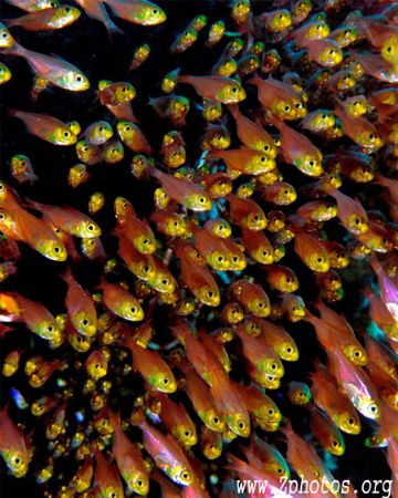 These schooling golden sweepers came out from the dark re... by Zaid Fadul 