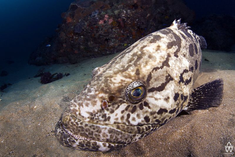 An inquisitive potato bass finding her reflection in the ... by Allen Walker 