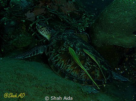 A wide angle shot in Dim View of Turtle,Was Taken with Ca... by Shah Aida 