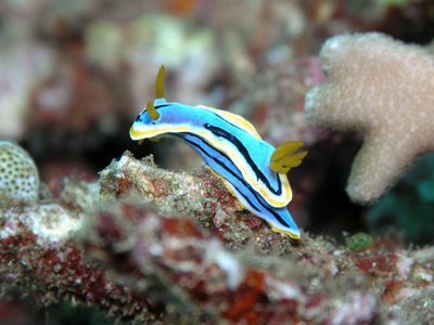 Chromodoris, Bunaken by Heru Suryoko 