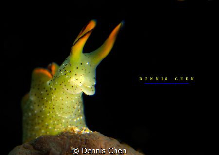 Elysia ornata by Dennis Chen 