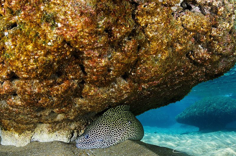 ~ On the Hunt ~

I was out snorkeling when I became awa... by Geo Cloete 