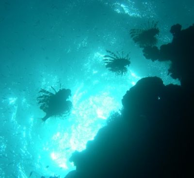 3 lionfish taken at Nabq Park, Sinai with Nikon Coolpix 4... by Nikki Van Veelen 