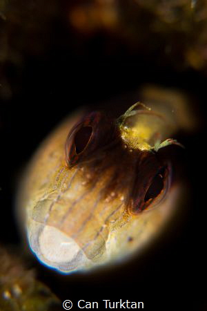 Parablennius Rouxi shot in Bodrum by Can Turktan 