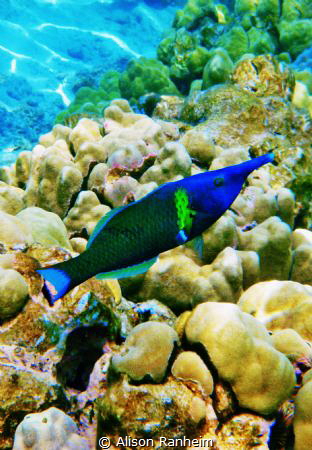 Wrasse, Hawaii by Alison Ranheim 