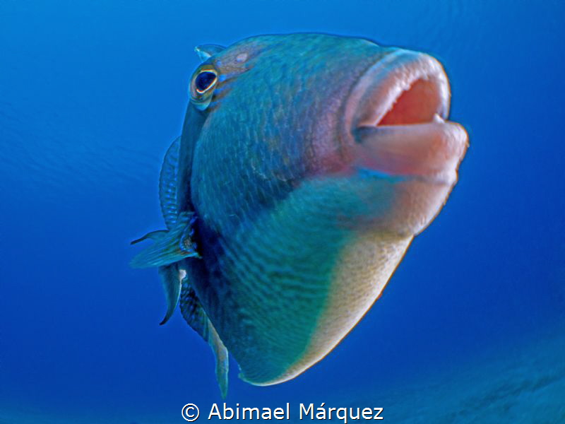 Gray Triggerfish by Abimael Márquez 