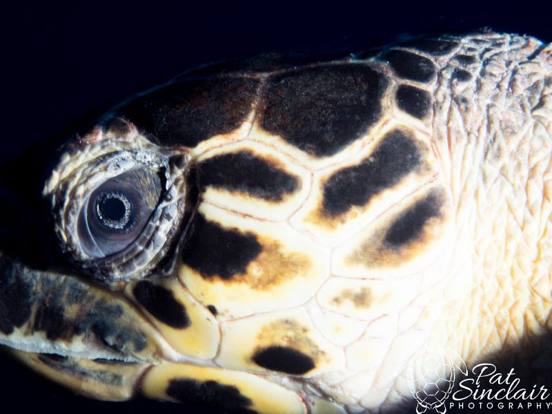 On my last day of diving, I was set up for macro.  100+ f... by Patricia Sinclair 