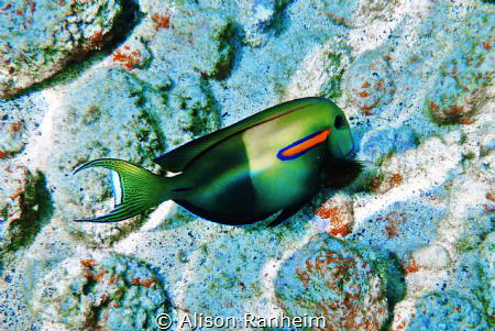 Kopoho Tide Pools, Hawaii by Alison Ranheim 