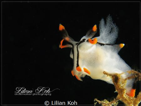 T A U R U S
Thecacera picta by Lilian Koh 