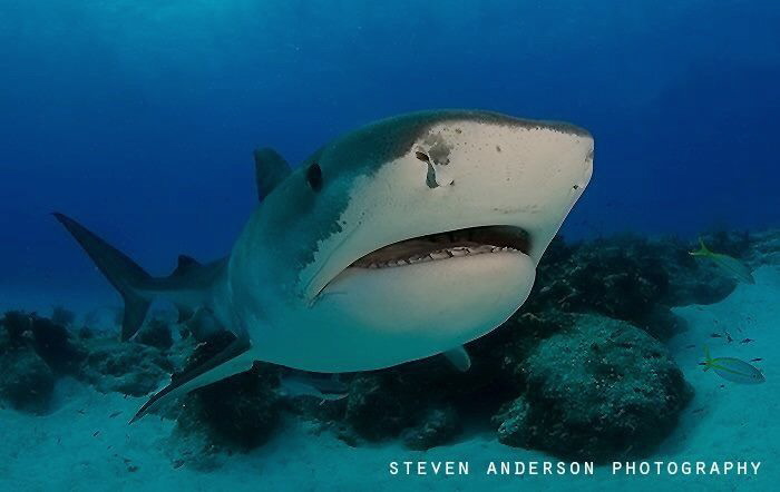 A return to Tiger Beach with a warm welcome from a famous... by Steven Anderson 