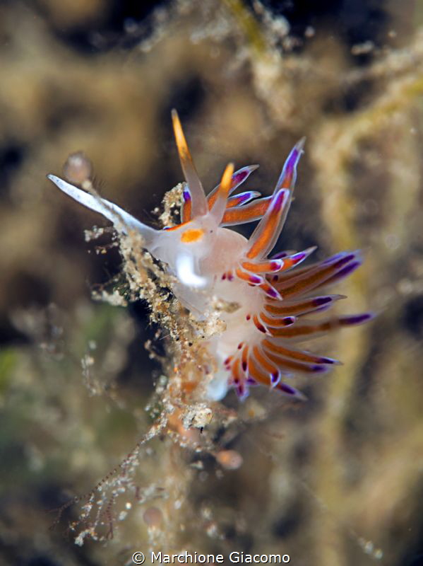 NMoli . Italy
Flabellina
Nikon D800E , 105 micro Nikon
... by Marchione Giacomo 