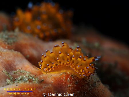 Janolus sp by Dennis Chen 