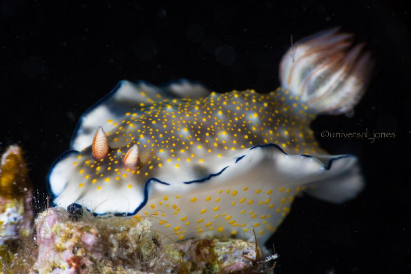 Hypselodoris bollandi by Wayne Jones 