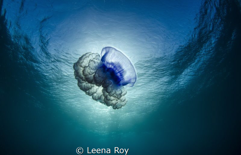 Jellyfish at surface by Leena Roy 