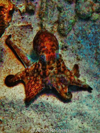 Octopus, Bonaire! by Alison Ranheim 