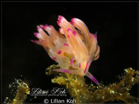 G R A C E 
Flabellina exoptata by Lilian Koh 