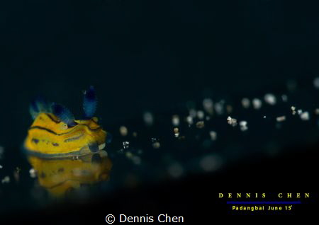 Tambja sp by Dennis Chen 