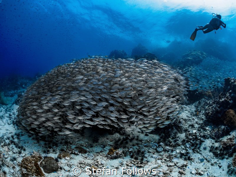 Beguiled ... Oxeye Scad - Selar boops. Sail Rock, Thailan... by Stefan Follows 