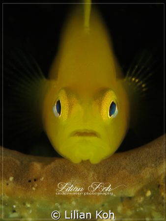 L E M O N
Yellow Goby by Lilian Koh 