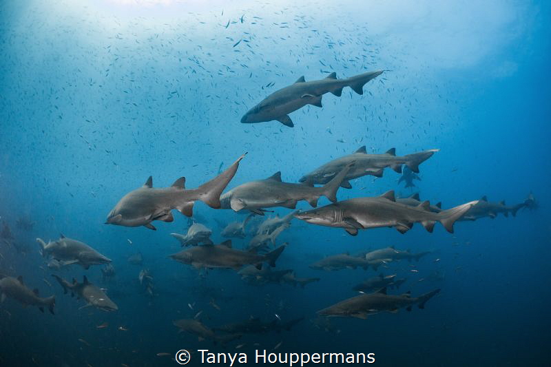 Schooling Sand Tigers
Several dozen sand tiger sharks sc... by Tanya Houppermans 