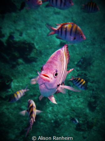 "Mick Jaggerfish" by Alison Ranheim 