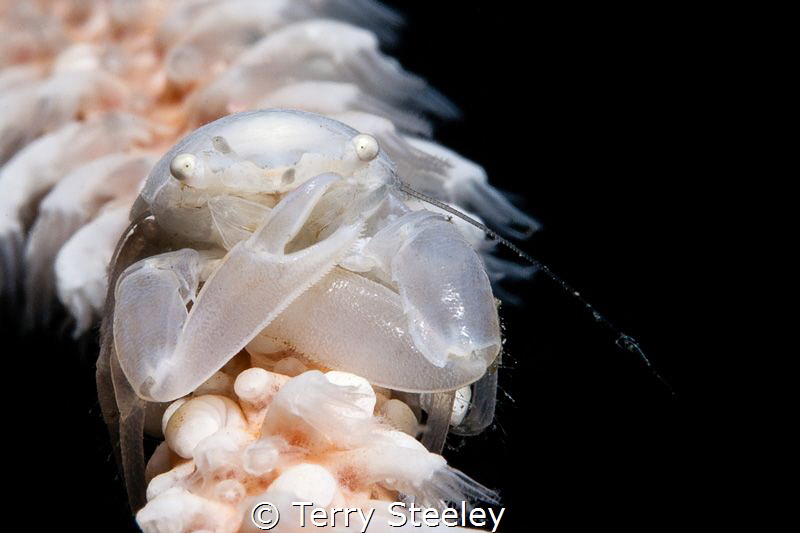 Put them up...
—
Subal underwater housing, Canon 5Dmk2,... by Terry Steeley 