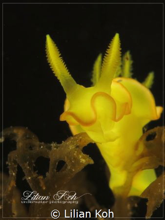 C A N A R Y
Diversidoris flava by Lilian Koh 
