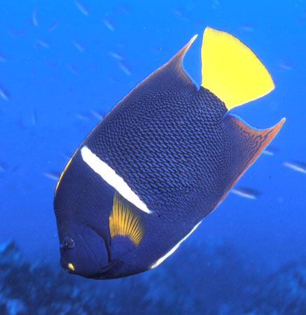 Emperor Angel Fish. by David Spiel 