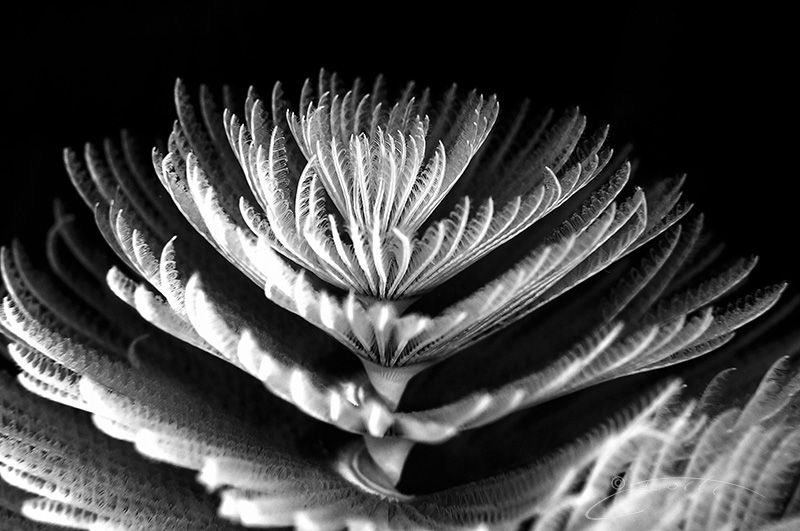 ~ Delicate Beauty ~

I wonder how many people, seeing o... by Geo Cloete 