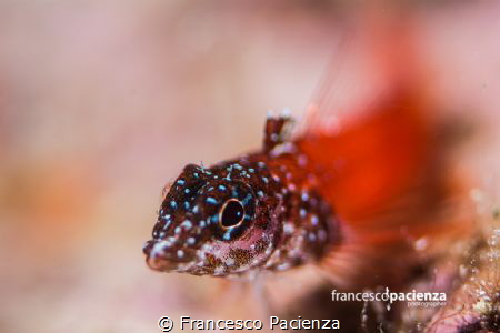 Tripterygion melanurus, female. by Francesco Pacienza 
