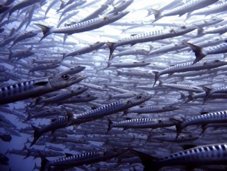 Barracudas at Sipadan by Alex Lim 