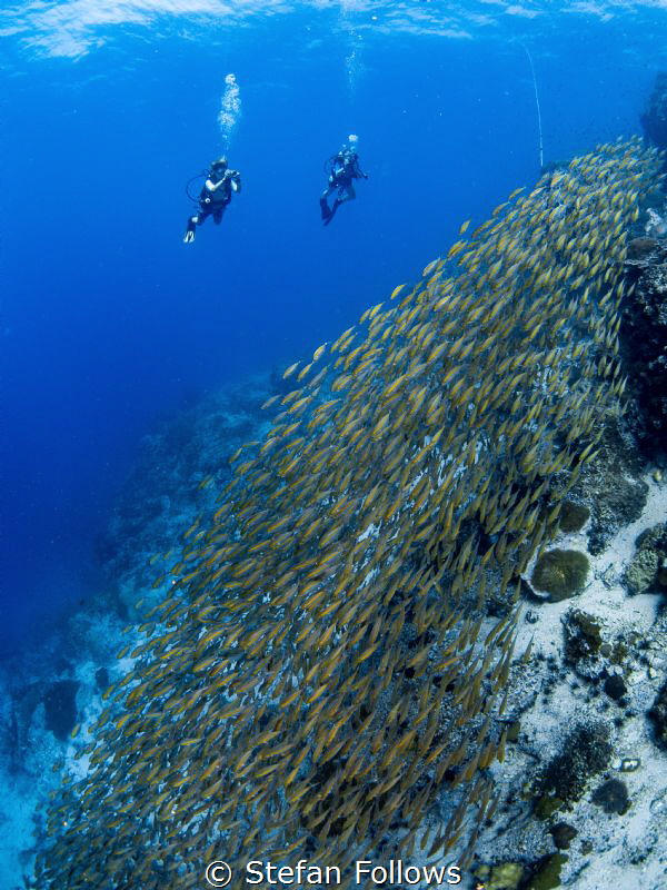 Slider ... ! Oxeye Scad - Selar boops. Sail Rock, Thailan... by Stefan Follows 