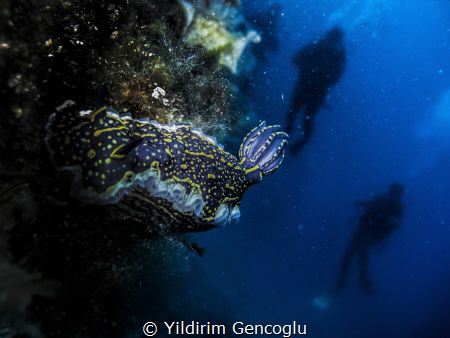Hypselodoris elegans by Yildirim Gencoglu 