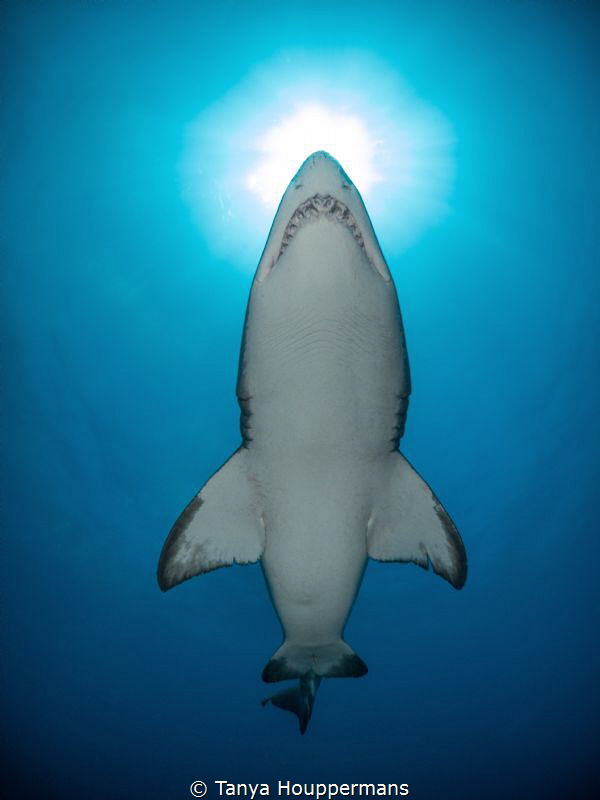 Piercing the Sun
A sand tiger shark swims above the wrec... by Tanya Houppermans 