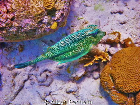 Cowfish, Bonaire by Alison Ranheim 