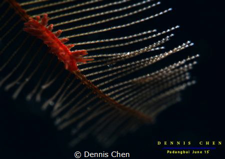 Doto rosacea by Dennis Chen 