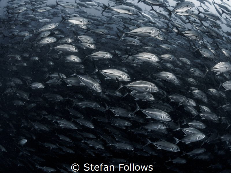 Eldritch ... ! Big Eye Travely - Caranx sexfasciatus. Sai... by Stefan Follows 