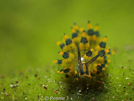 Stiliger ornatus by Ponnie J 